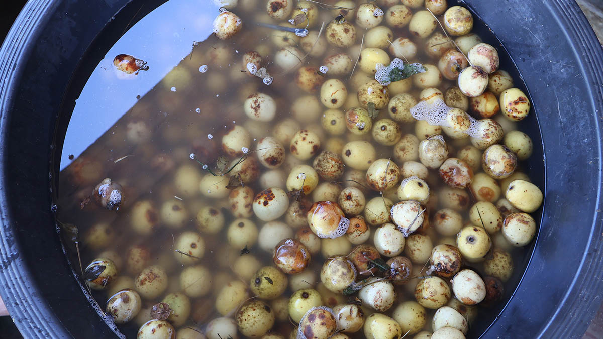 Emaganu being processed in readiness for the Buganu Ceremony to be held at Buhleni Royal Residence over the weekend.